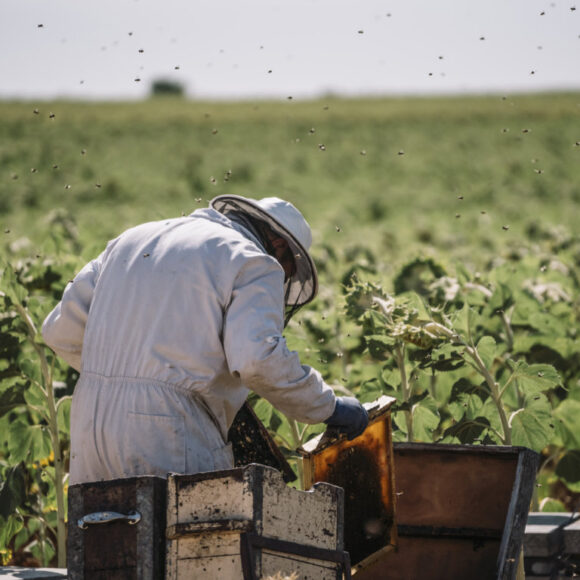 beekeeper-working-collect-honey-2022-03-04-05-45-27-utc (FILEminimizer)