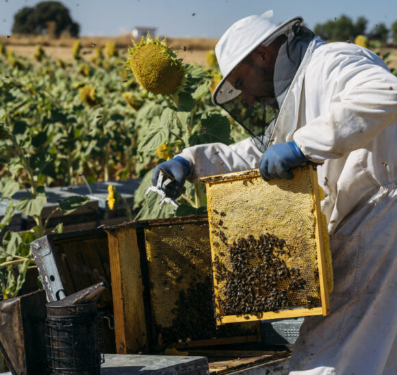 beekeeper-working-collect-honey-2022-03-04-05-47-07-utc (FILEminimizer)